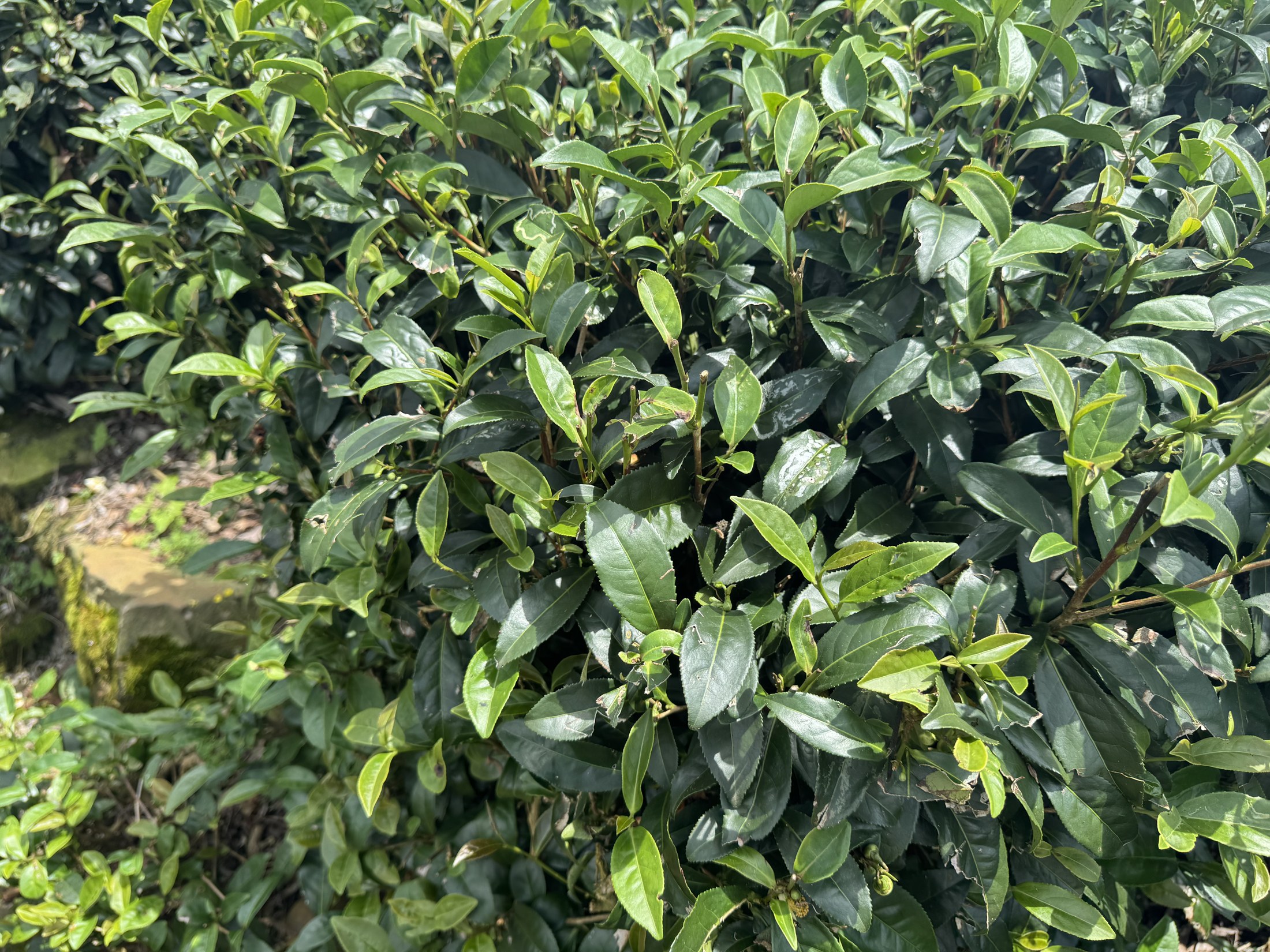 茶園中翠綠的茶葉近景