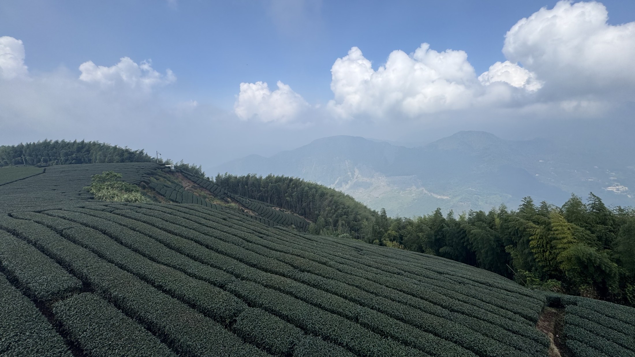 高山茶園景觀示意
