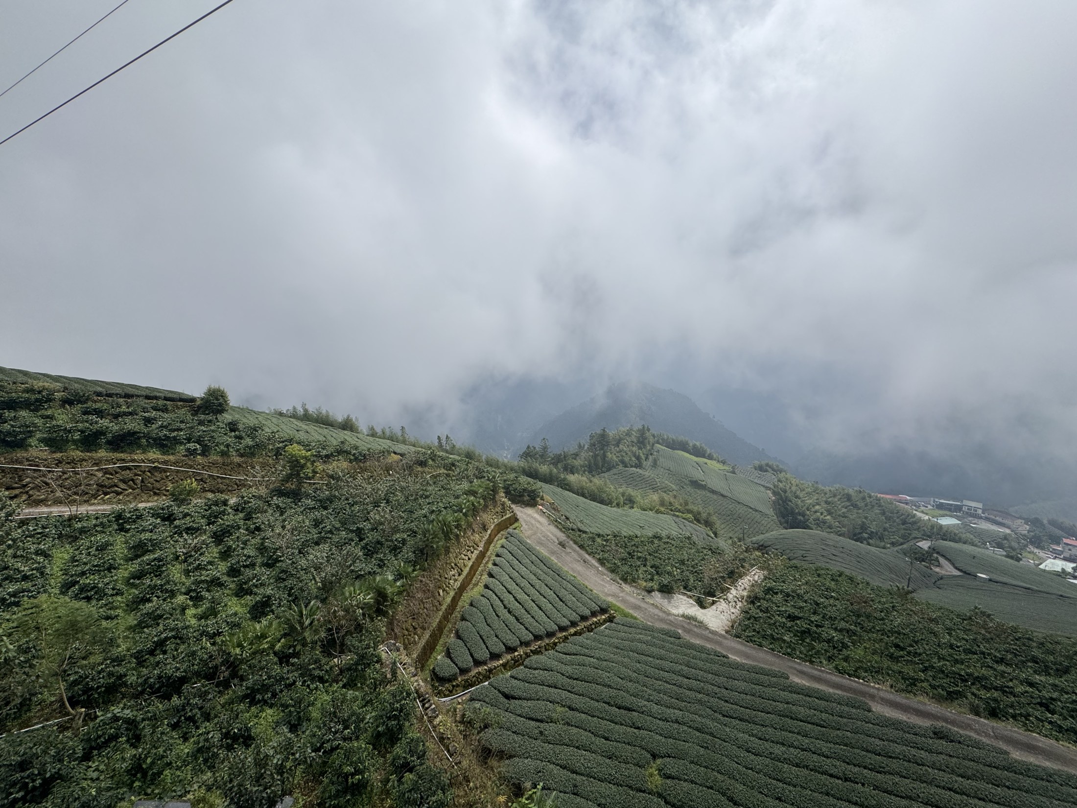 雲霧圍繞的阿里山茶園